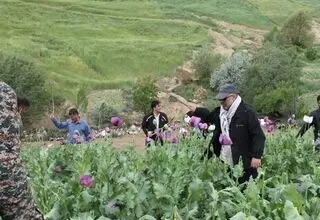 راز پیامک‌های جنجالی درباره کشت خشخاش/ وقتی شالیزارهای شمال خشخاش بار می‌آورند