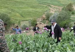 راز پیامک‌های جنجالی درباره کشت خشخاش/ وقتی شالیزارهای شمال خشخاش بار می‌آورند