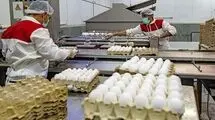 قیمت تخم مرغ در ماه رمضان تغییری ندارد؛ شانه‌ای ۳۵۰ هزارتومان
