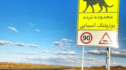 آخرین سنگرگاه سریع‌ترین دوندگان جهان/ بیم‌ها و امیدهای بقای یوزپلنگ آسیایی در خاک ایران