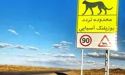 آخرین سنگرگاه سریع‌ترین دوندگان جهان/ بیم‌ها و امیدهای بقای یوزپلنگ آسیایی در خاک ایران
