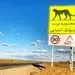 آخرین سنگرگاه سریع‌ترین دوندگان جهان/ بیم‌ها و امیدهای بقای یوزپلنگ آسیایی در خاک ایران