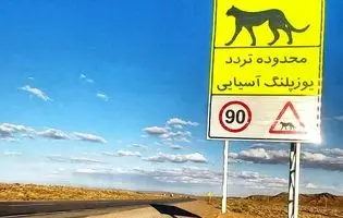 آخرین سنگرگاه سریع‌ترین دوندگان جهان/ بیم‌ها و امیدهای بقای یوزپلنگ آسیایی در خاک ایران