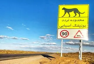 آخرین سنگرگاه سریع‌ترین دوندگان جهان/ بیم‌ها و امیدهای بقای یوزپلنگ آسیایی در خاک ایران