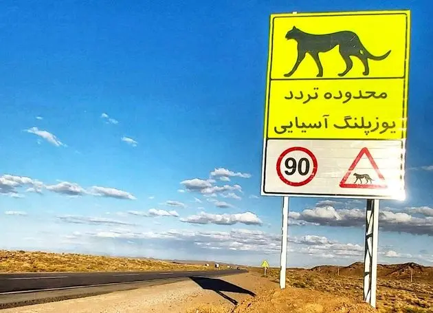 آخرین سنگرگاه سریع‌ترین دوندگان جهان/ بیم‌ها و امیدهای بقای یوزپلنگ آسیایی در خاک ایران