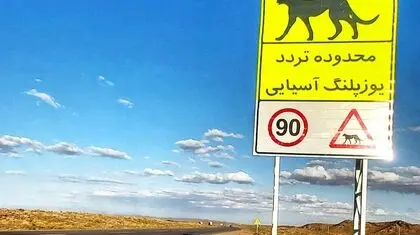 آخرین سنگرگاه سریع‌ترین دوندگان جهان/ بیم‌ها و امیدهای بقای یوزپلنگ آسیایی در خاک ایران