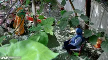 تخریب مهدکودک رنگین‌کمان در حمله موشکی