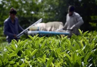 پرداخت ۶۳ درصد از مطالبات چایکاران