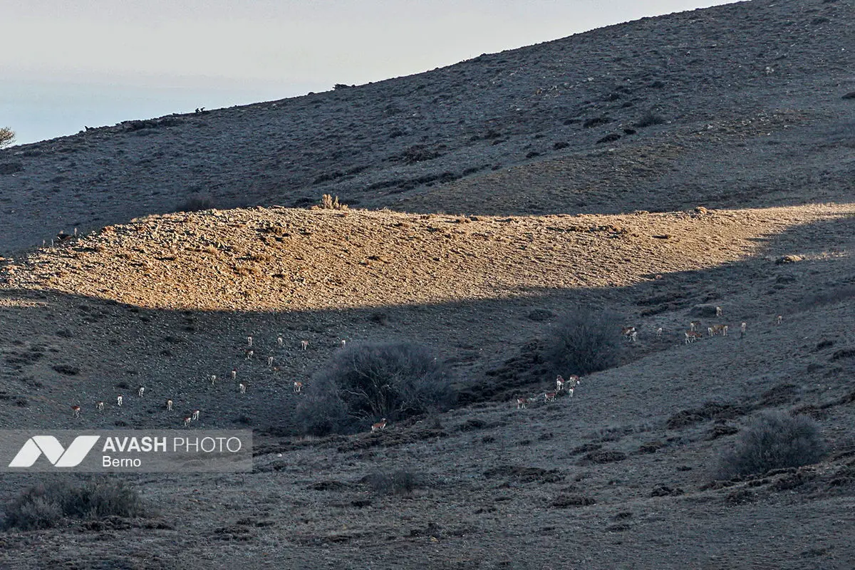 سرشماری پاییزه پارک ملی گلستان