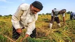 راه‌اندازی شهرک‌ها‌ی تخصصی کشاورزی در کشور 