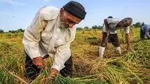راه‌اندازی شهرک‌ها‌ی تخصصی کشاورزی در کشور 