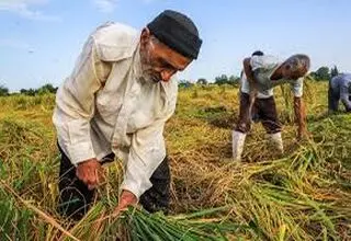 راه‌اندازی شهرک‌ها‌ی تخصصی کشاورزی در کشور 