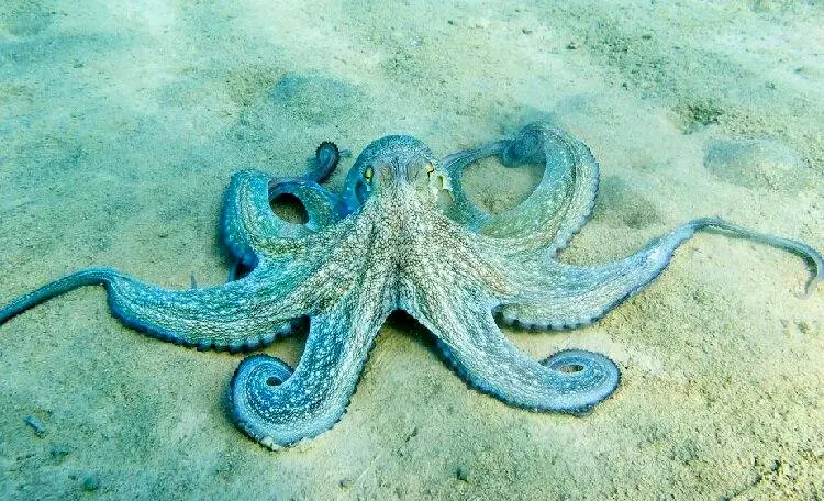 واقعیت‌های بسیار جالب و حیرت‌آوری از هشت پا