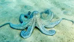 واقعیت‌های بسیار جالب و حیرت‌آوری از هشت پا