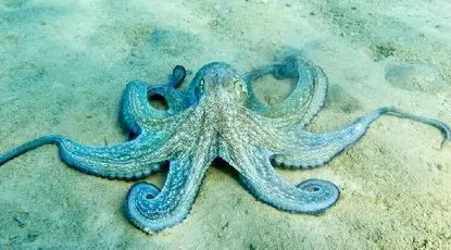 واقعیت‌های بسیار جالب و حیرت‌آوری از هشت پا