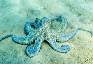 واقعیت‌های بسیار جالب و حیرت‌آوری از هشت پا