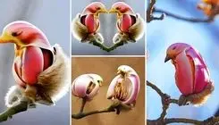 گل زیبایی به شکل پرنده که با دیدنش شوکه می شوید!