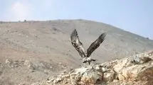 پایش تخصصی بیماری‌های حیات ‌وحش در شمیرانات کلید خورد
