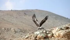 پایش تخصصی بیماری‌های حیات ‌وحش در شمیرانات کلید خورد