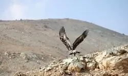 پایش تخصصی بیماری‌های حیات ‌وحش در شمیرانات کلید خورد