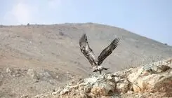 پایش تخصصی بیماری‌های حیات ‌وحش در شمیرانات کلید خورد