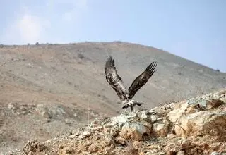 پایش تخصصی بیماری‌های حیات ‌وحش در شمیرانات کلید خورد