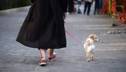 آغاز عملیات جمع‌آوری سگ‌های ولگرد در تهران/ راه‌اندازی کلینیک‌های سیار برای عقیم‌سازی سگ‌ها