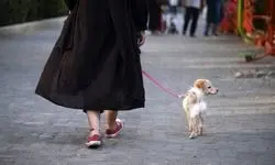 آغاز عملیات جمع‌آوری سگ‌های ولگرد در تهران/ راه‌اندازی کلینیک‌های سیار برای عقیم‌سازی سگ‌ها