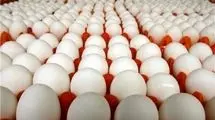خرید حمایتی ۴۷ هزار تن تخم مرغ از سوی بخش خصوصی و دولتی