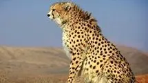 ردپای ۲ پلنگ جوان در کبیرکوه ایلام