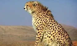 ردپای ۲ پلنگ جوان در کبیرکوه ایلام
