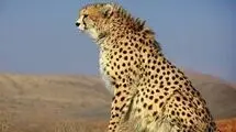 صحنه‌ای نادر و دیدنی از سه پلنگ برفی