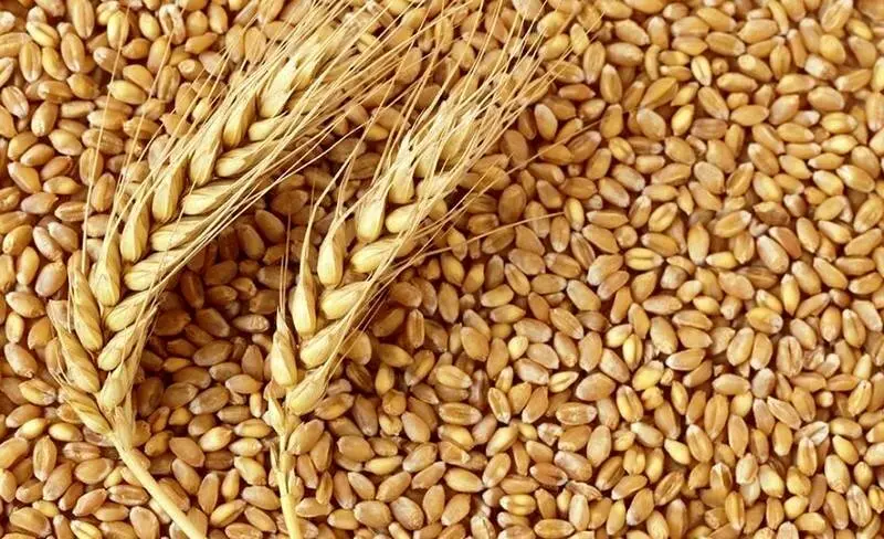 اعلام قیمت خرید تضمینی گندم برای سال زراعی ۱۴۰۴-۱۴۰۵