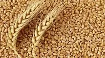 اعلام قیمت خرید تضمینی گندم برای سال زراعی ۱۴۰۴-۱۴۰۵