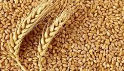 اعلام قیمت خرید تضمینی گندم برای سال زراعی ۱۴۰۴-۱۴۰۵