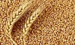 اعلام قیمت خرید تضمینی گندم برای سال زراعی ۱۴۰۴-۱۴۰۵