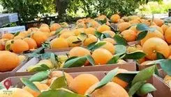  دعوای کارشناسان بر سر سلامت مرکبات رنگی