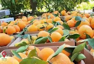  دعوای کارشناسان بر سر سلامت مرکبات رنگی