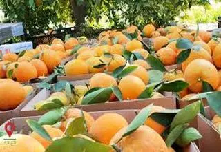  دعوای کارشناسان بر سر سلامت مرکبات رنگی