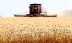 کشت گندم در استان های سردسیر انجام شد