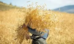 برگزاری جلسه کمیسیون تخصصی درباره تعیین نرخ تضمینی گندم