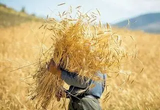 برگزاری جلسه کمیسیون تخصصی درباره تعیین نرخ تضمینی گندم