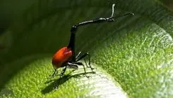 سوسکچه زرافه‌ای؛ سوسک عجیبی که گردنی شبیه زرافه دارد 