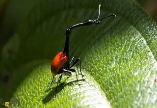 سوسکچه زرافهای؛ سوسک عجیبی که گردنی شبیه زرافه دارد