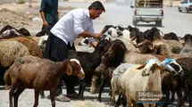 چرا فاصله قیمتی دام زنده و گوشت در بازار زیاد است؟