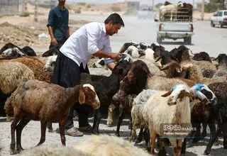 چرا فاصله قیمتی دام زنده و گوشت در بازار زیاد است؟