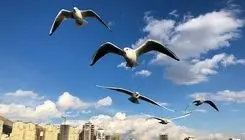 مرگ برخی پرندگان مهاجر در راه «تهران»