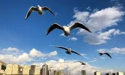 مرگ برخی پرندگان مهاجر در راه «تهران»