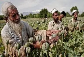 بازگشت تریاک افغانستان و پاکستان به پشت مرزهای ایران