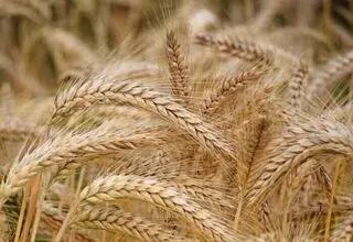 برآورد تولید بیش از ۱۳ میلیون تن گندم؛ پرداخت مطالبات کشاورزان ظرف ۴۸ ساعت
